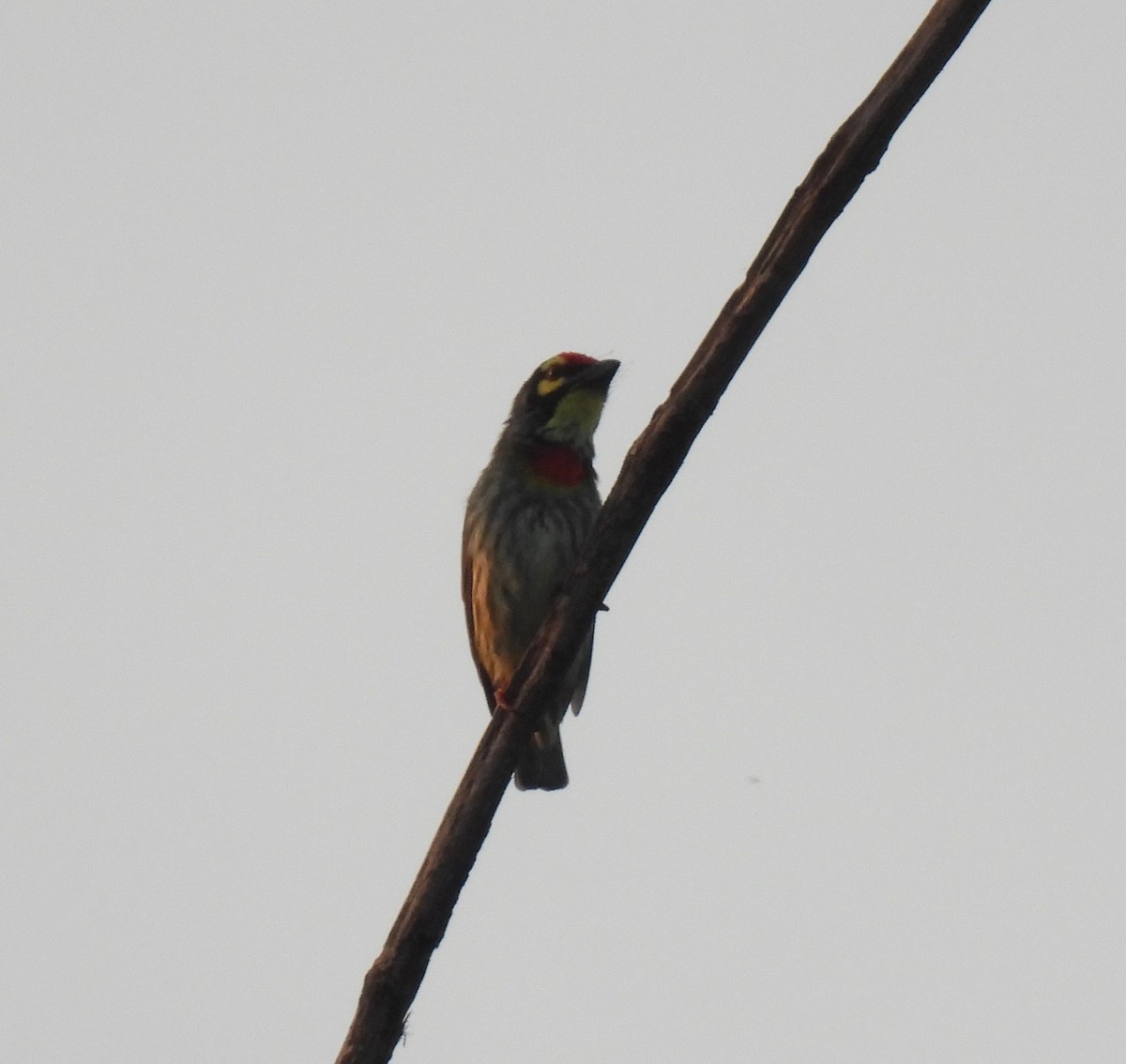 Coppersmith Barbet - ML624018679