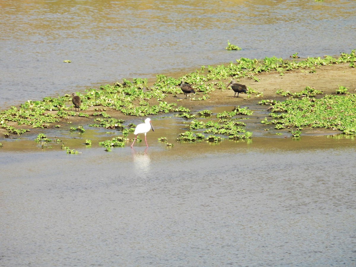 African Spoonbill - ML624018680