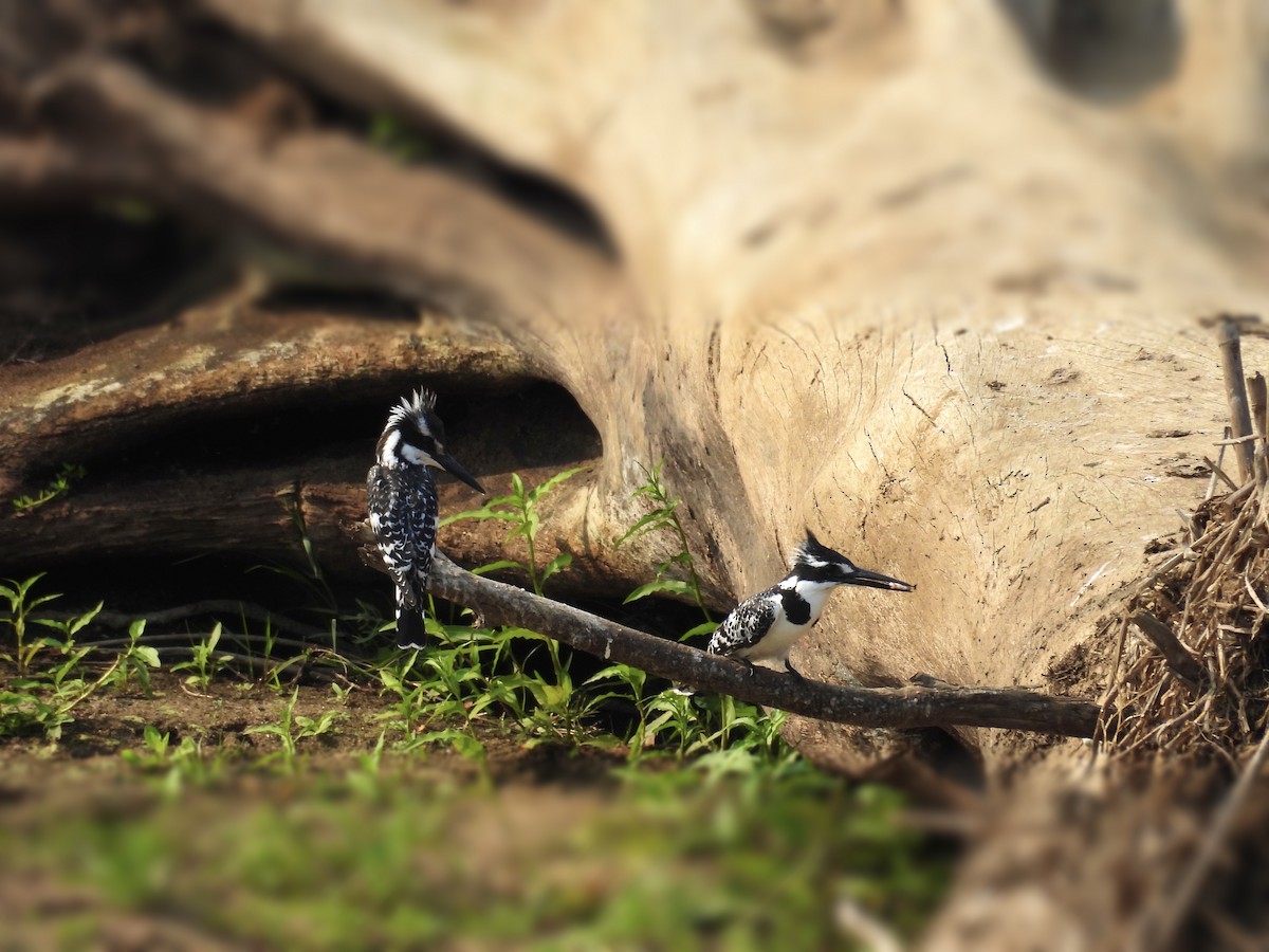 Pied Kingfisher - ML624018681