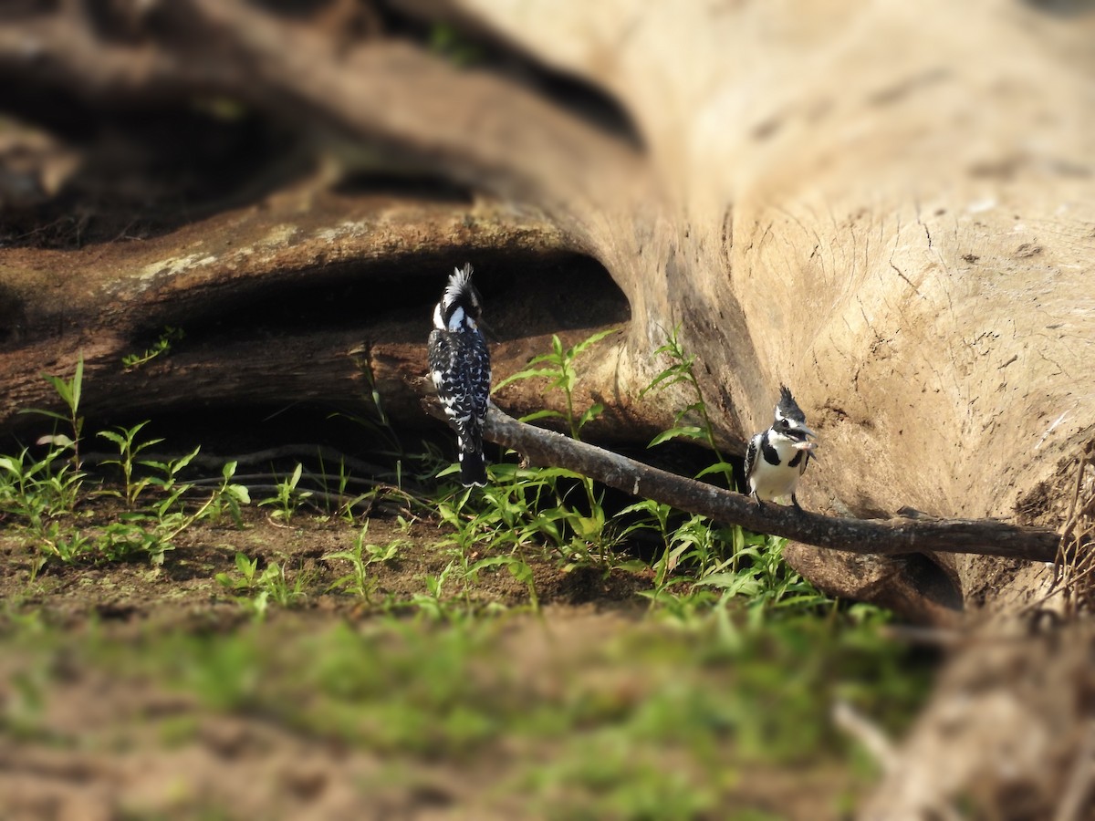 Pied Kingfisher - ML624018682