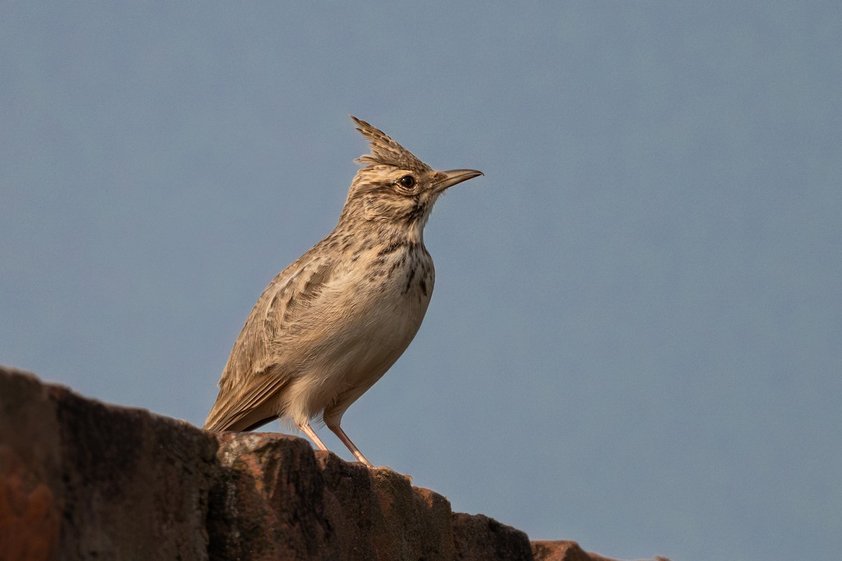 Crested Lark - ML624018683