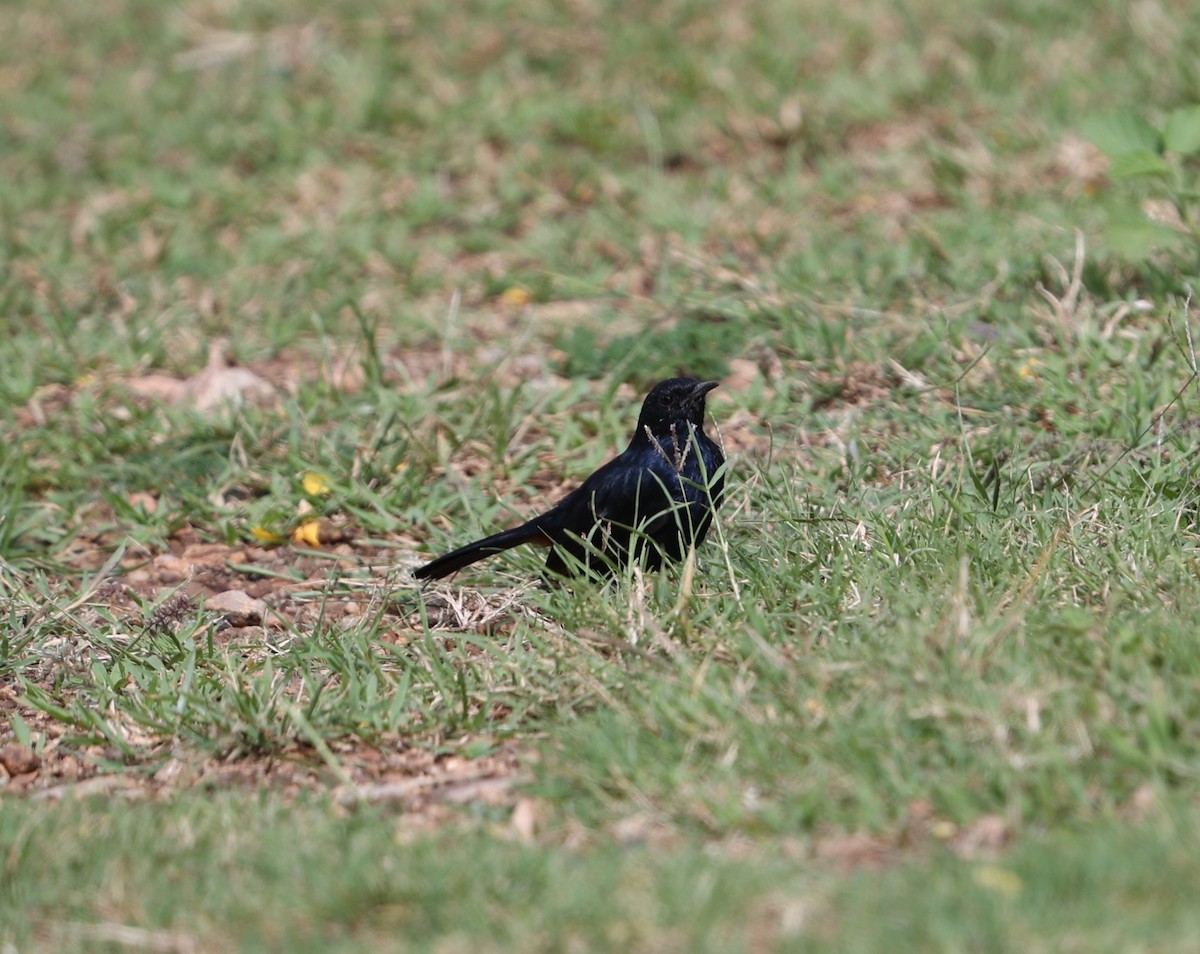 Indian Robin - ML624018684