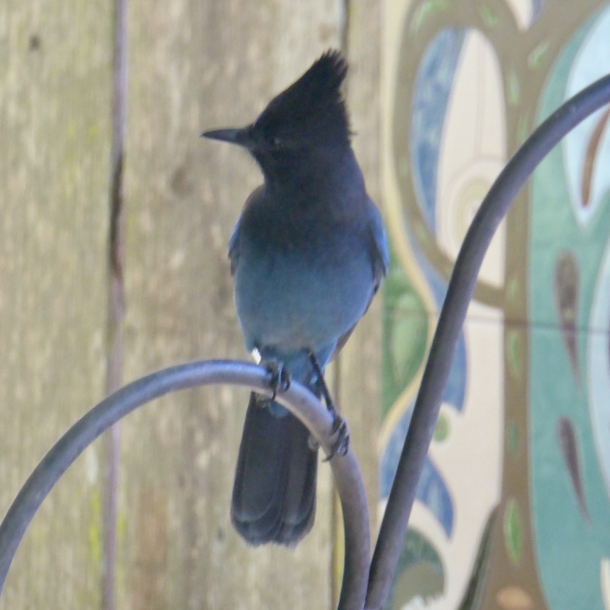 Steller's Jay (Coastal) - ML624018685