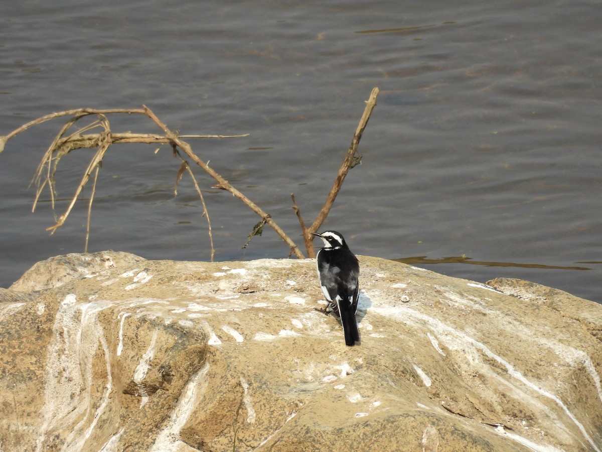 African Pied Wagtail - ML624018686