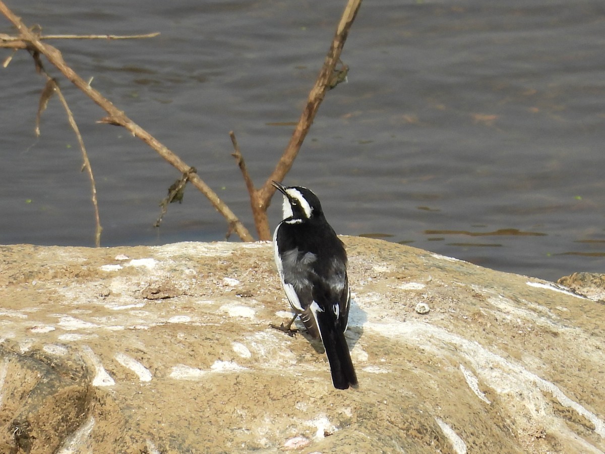 African Pied Wagtail - ML624018687