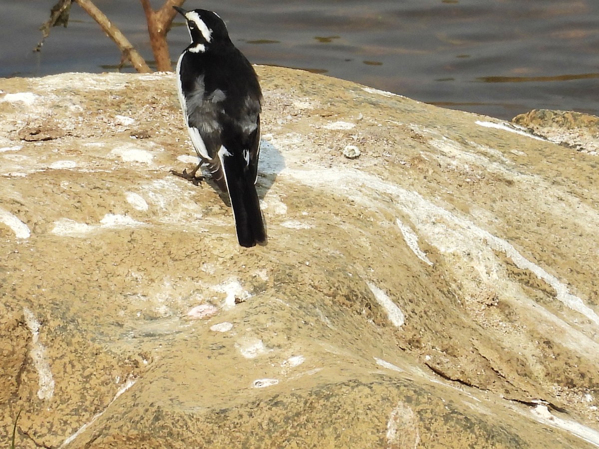 African Pied Wagtail - ML624018688