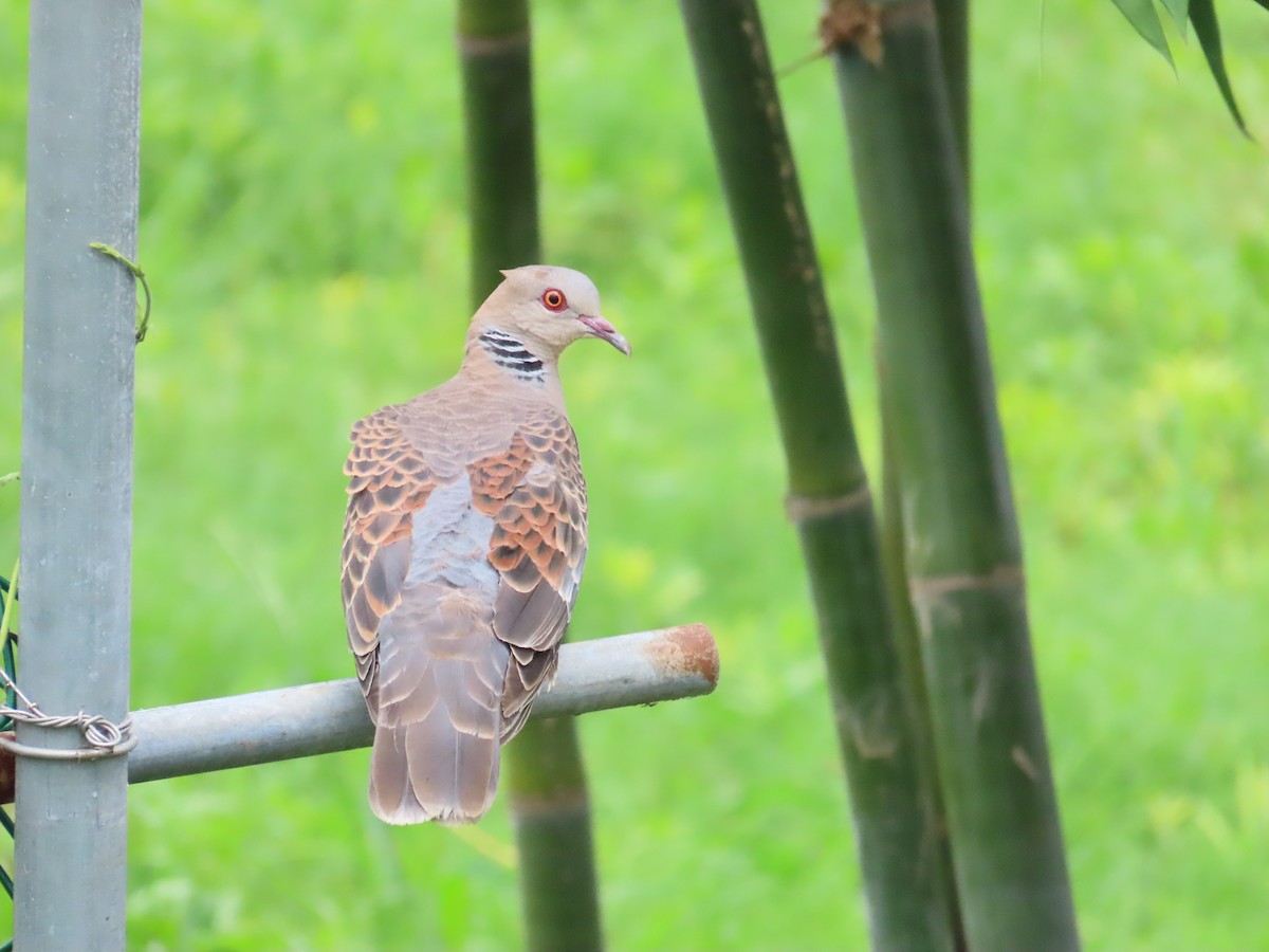 Oriental Turtle-Dove - ML624018689