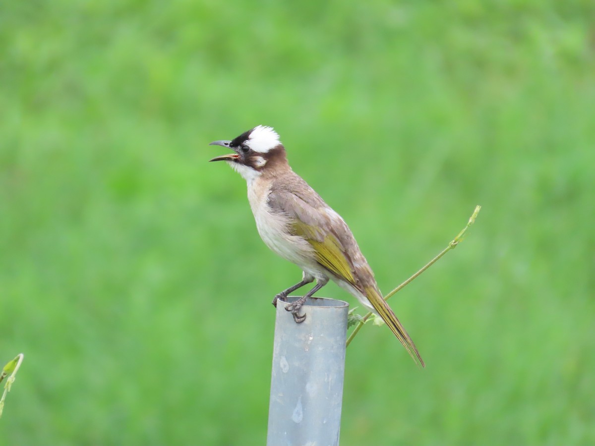 Light-vented Bulbul - ML624018691