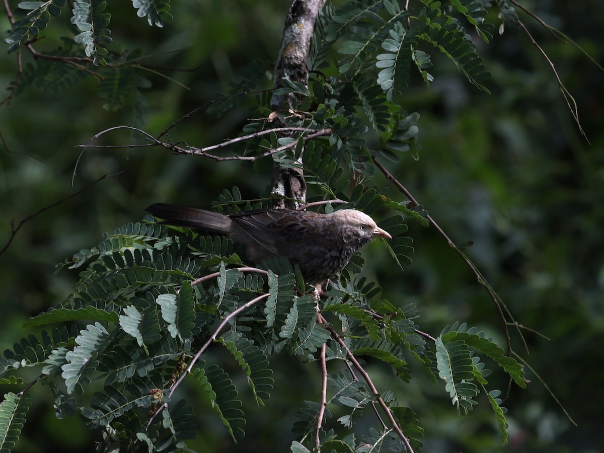 Yellow-billed Babbler - ML624018692