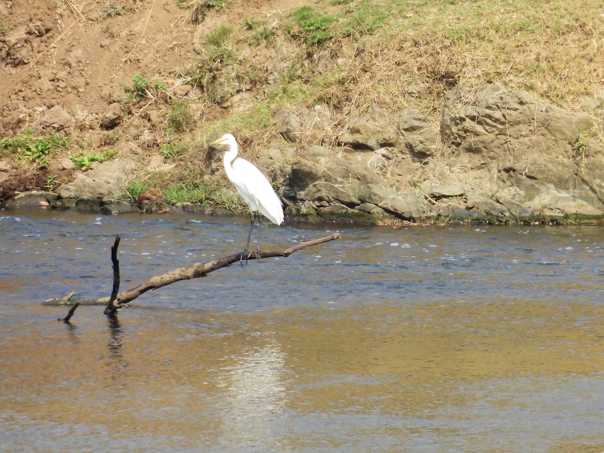 Great Egret (African) - ML624018693