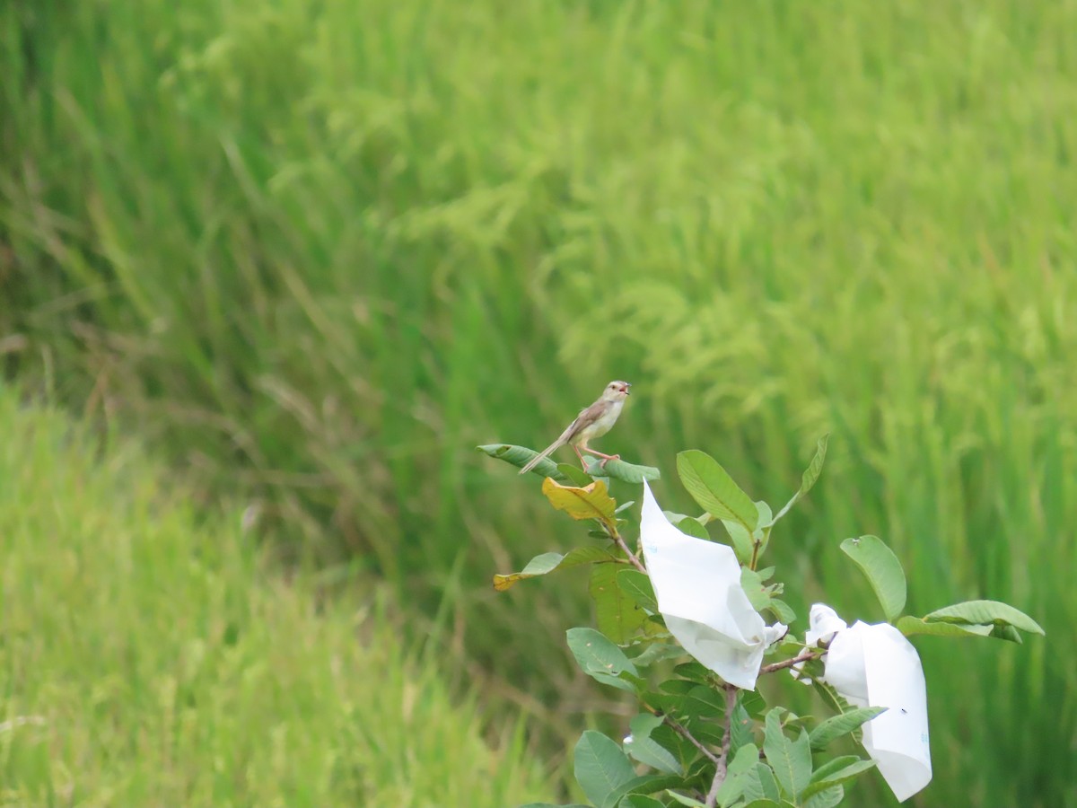 Plain Prinia - ML624018694