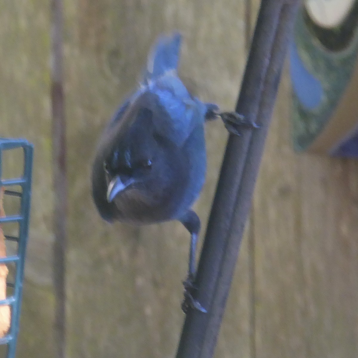 Steller's Jay (Coastal) - ML624018695