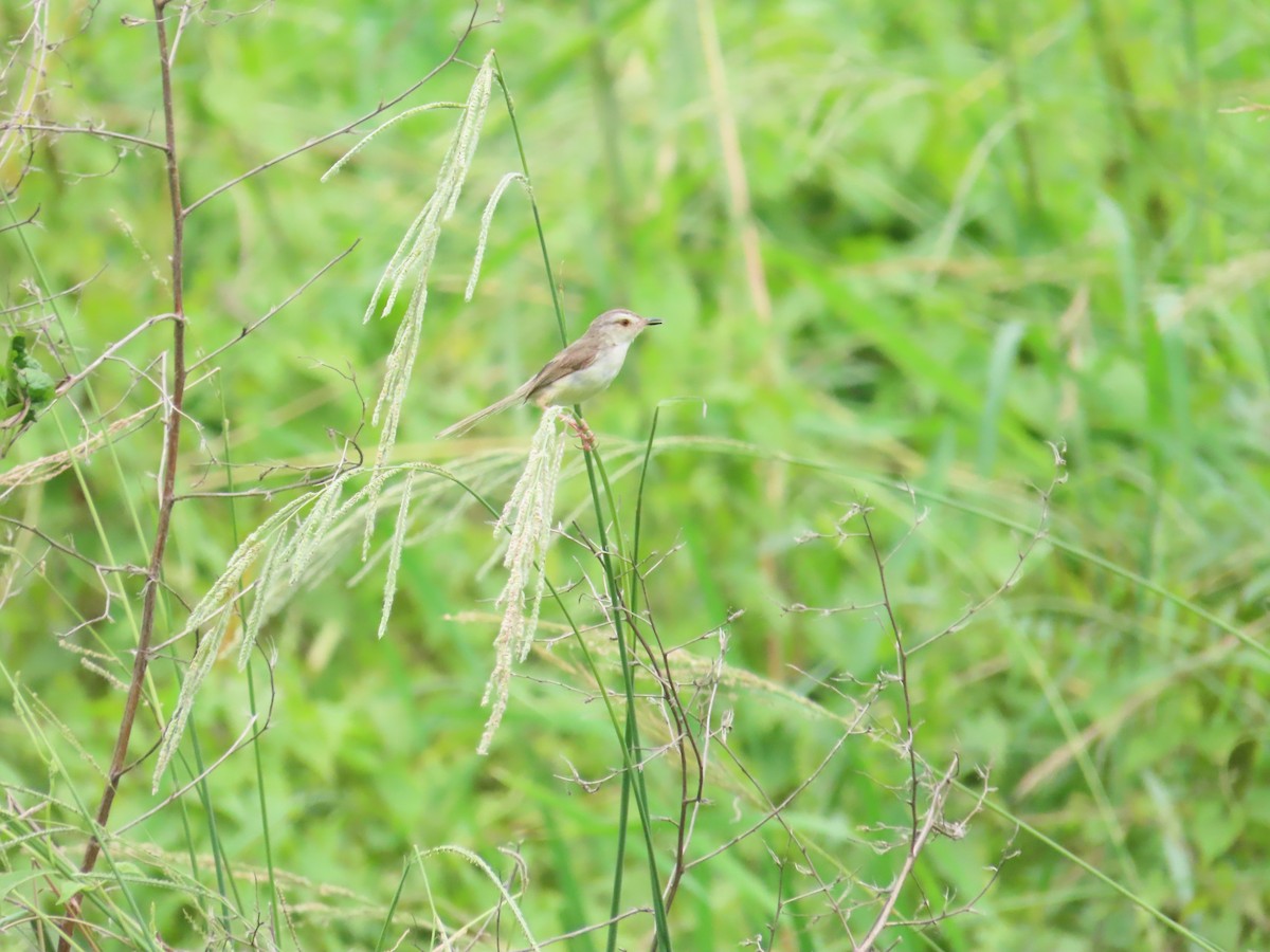 Plain Prinia - ML624018696