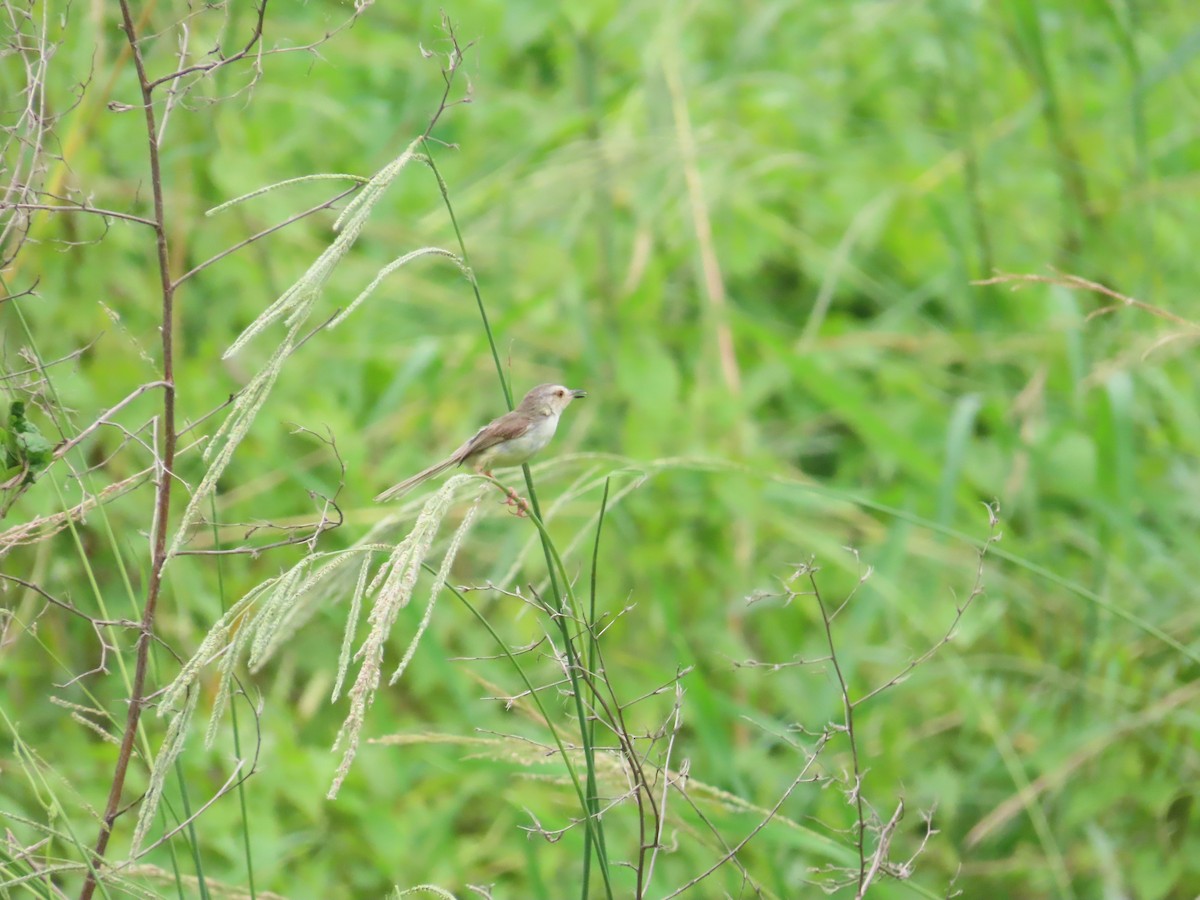 Plain Prinia - ML624018697