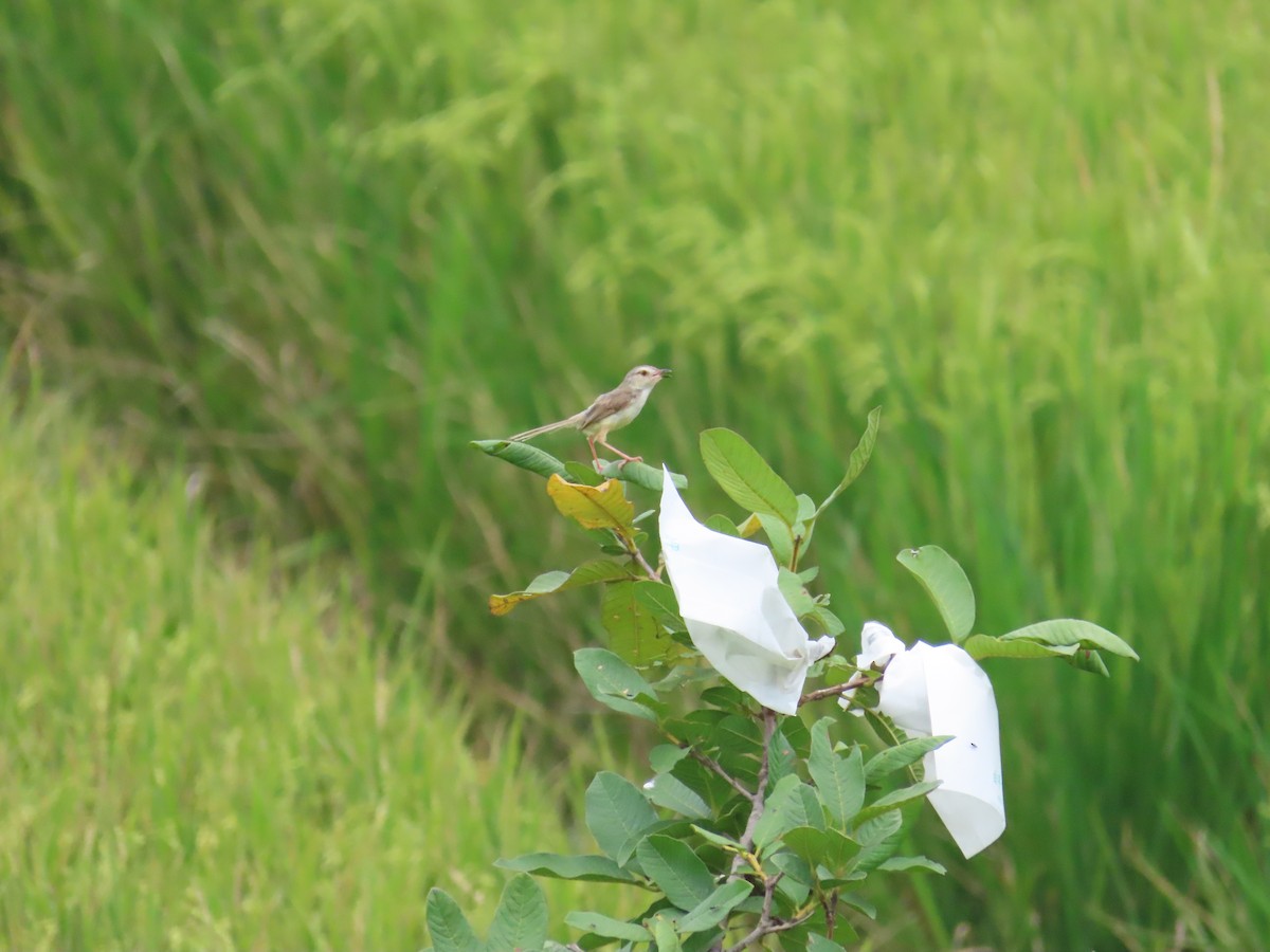 Plain Prinia - ML624018698