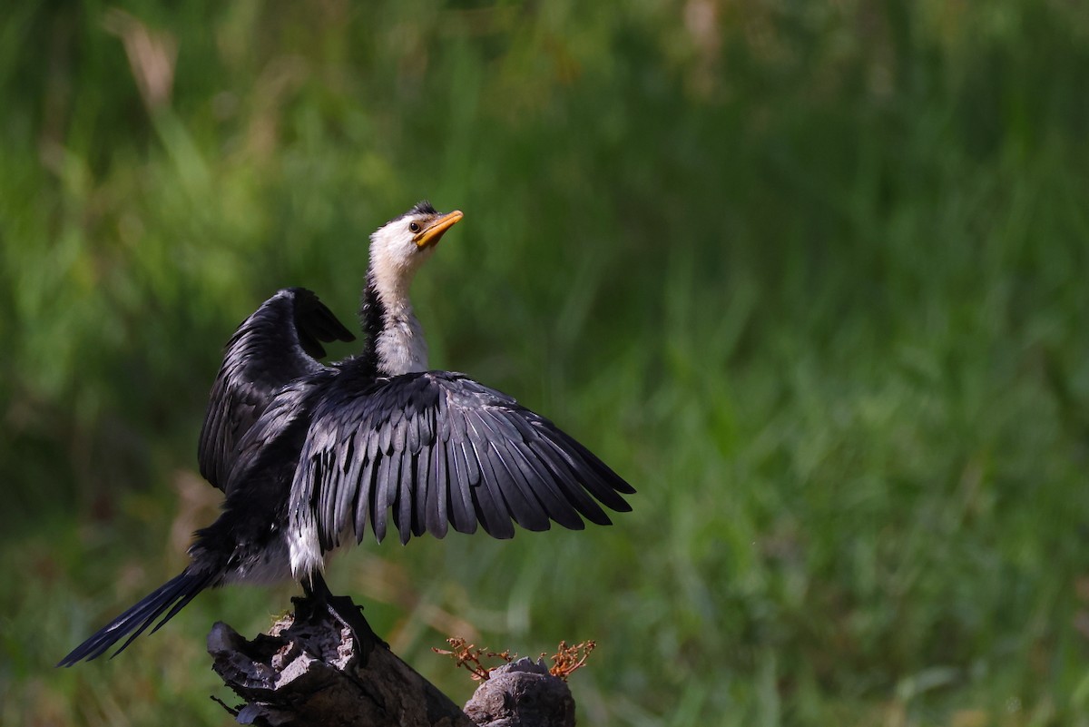 Little Pied Cormorant - ML624018699