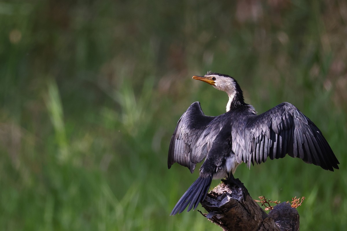 Little Pied Cormorant - ML624018700