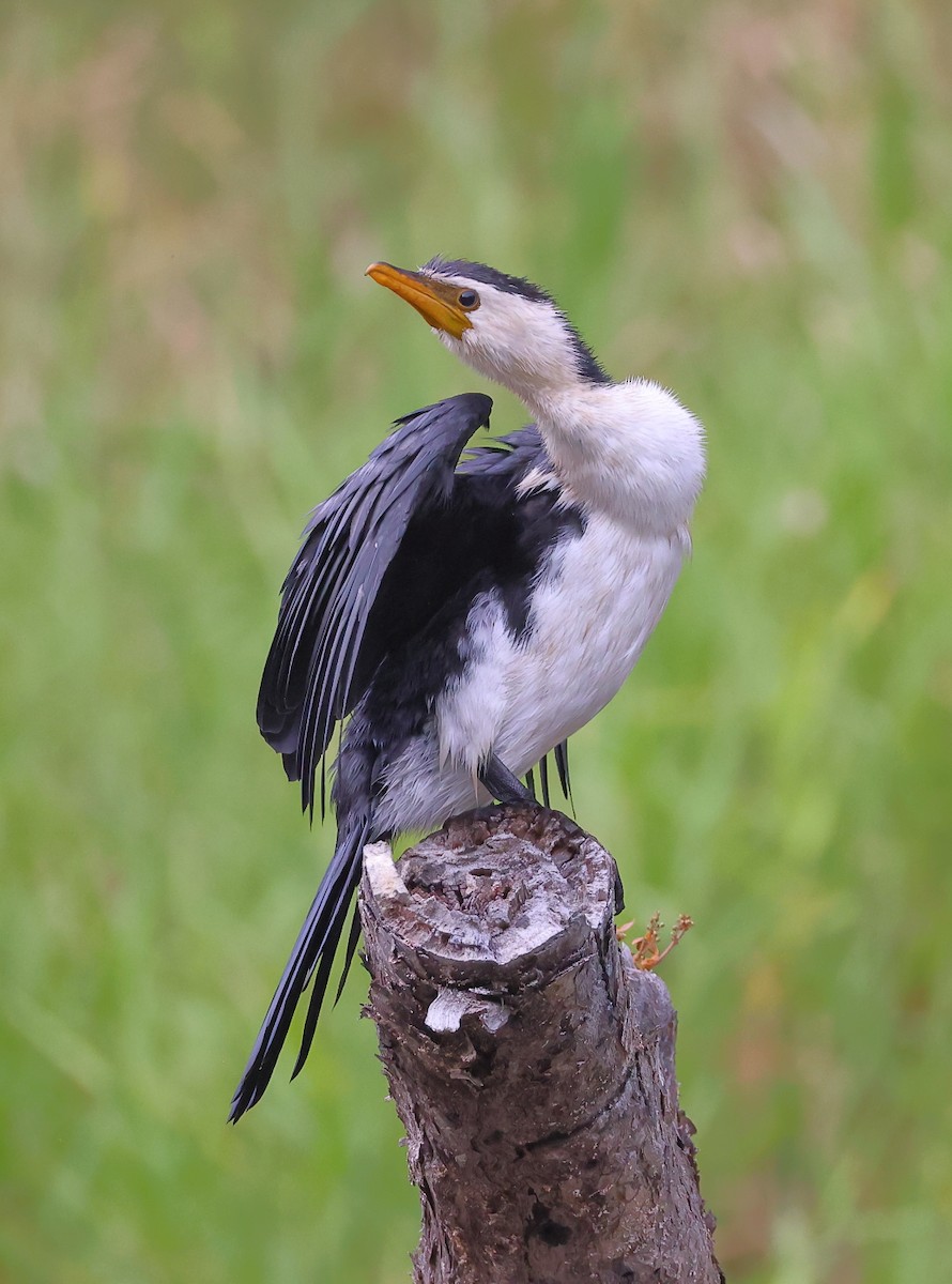 Little Pied Cormorant - ML624018701