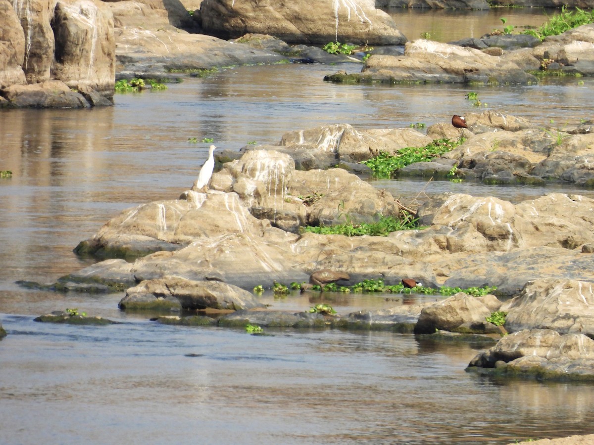 Western Cattle Egret - ML624018702