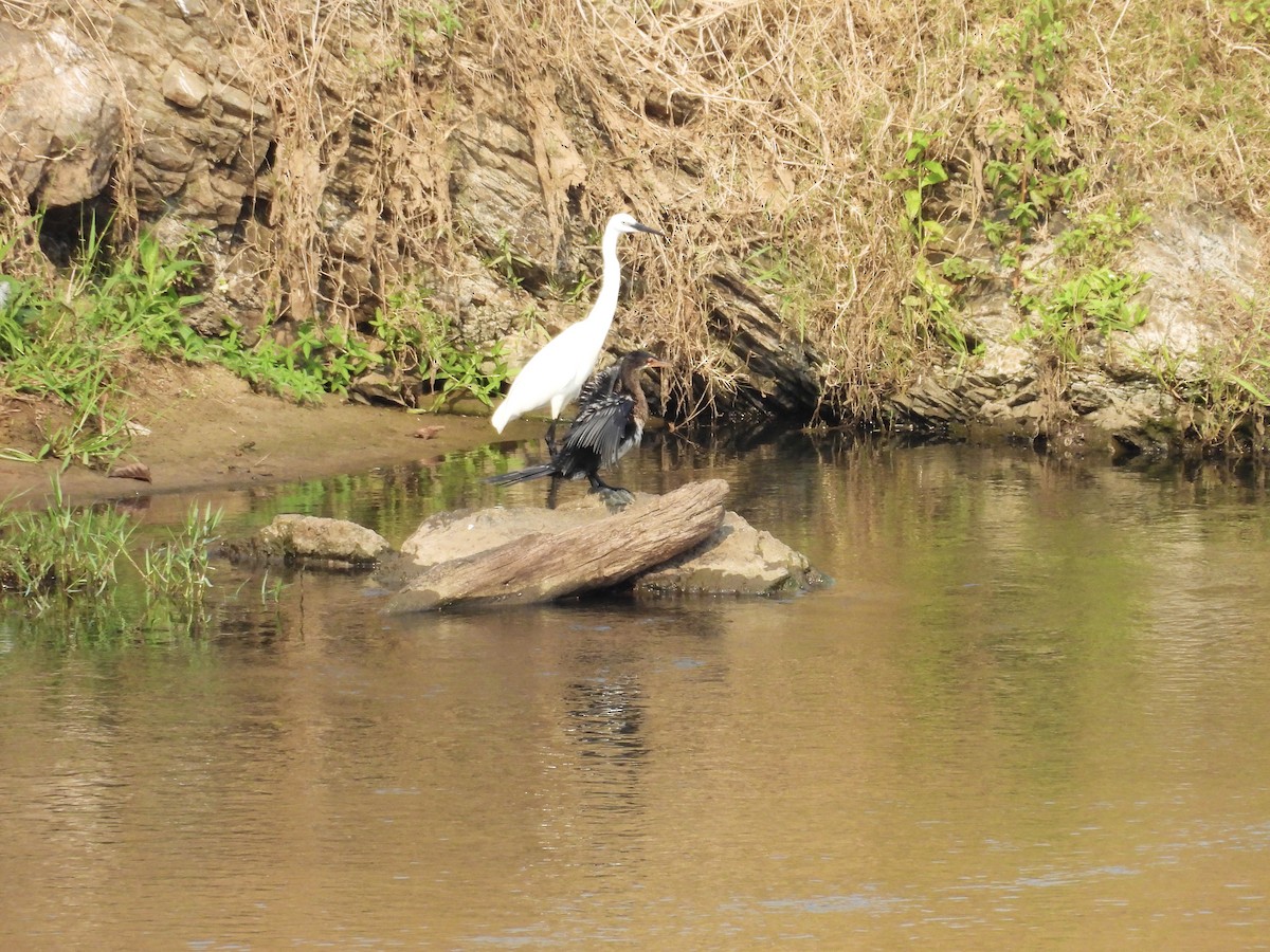 Little Egret (Western) - ML624018703