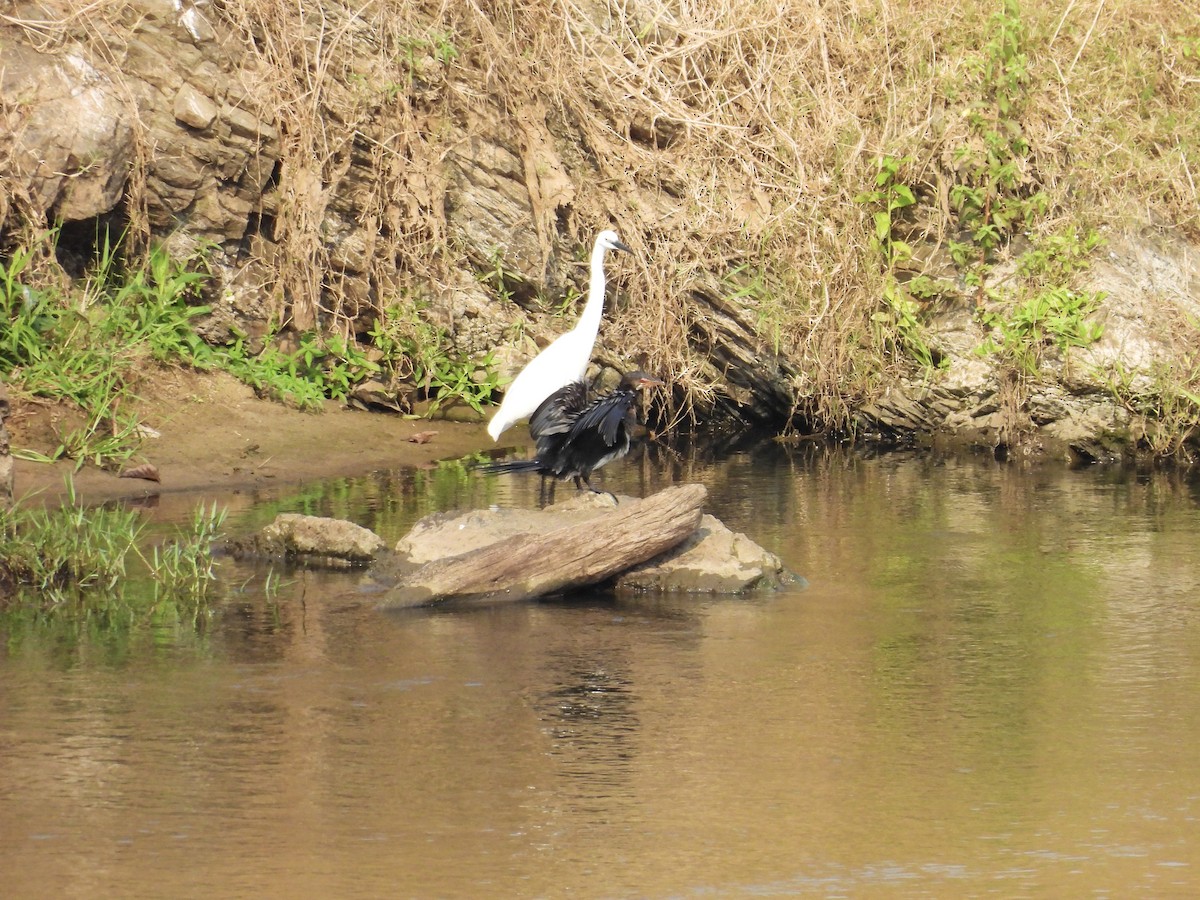 Little Egret (Western) - ML624018704