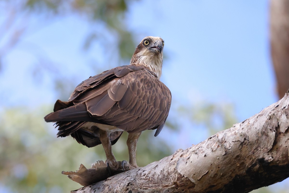 Osprey (Australasian) - Tony Ashton