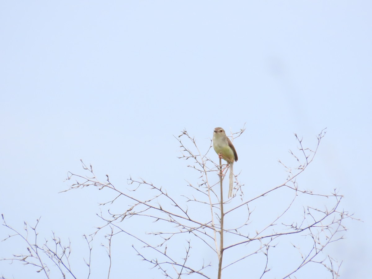 Plain Prinia - ML624018707