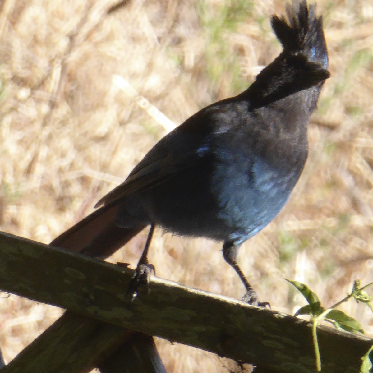 Steller's Jay (Coastal) - ML624018708