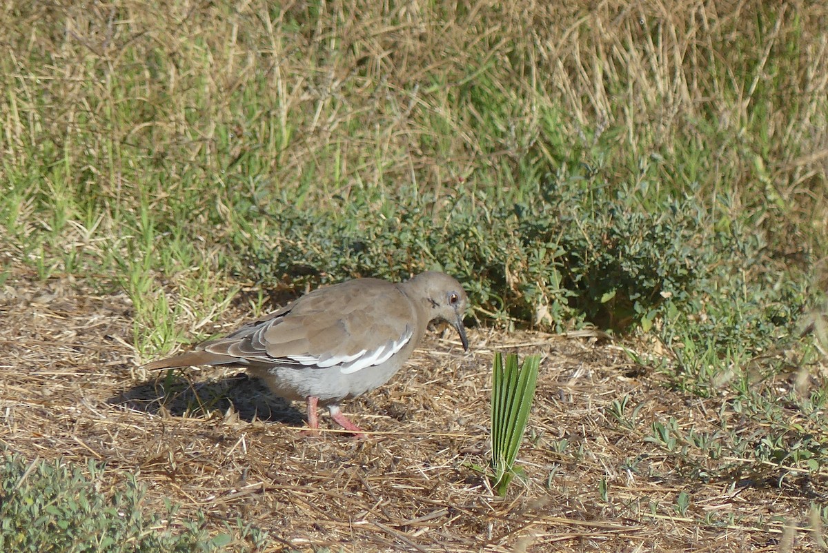 White-winged Dove - ML624018709