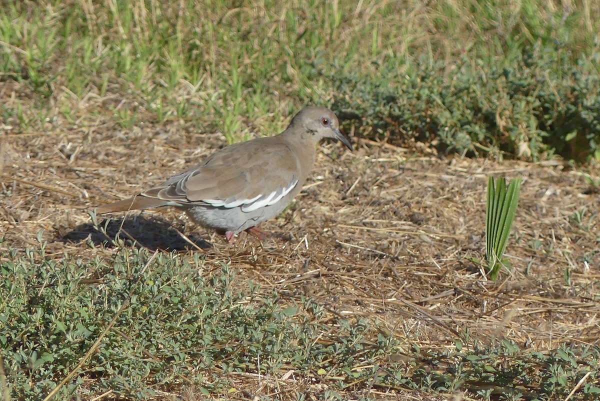 Ak Kanatlı Kumru - ML624018710