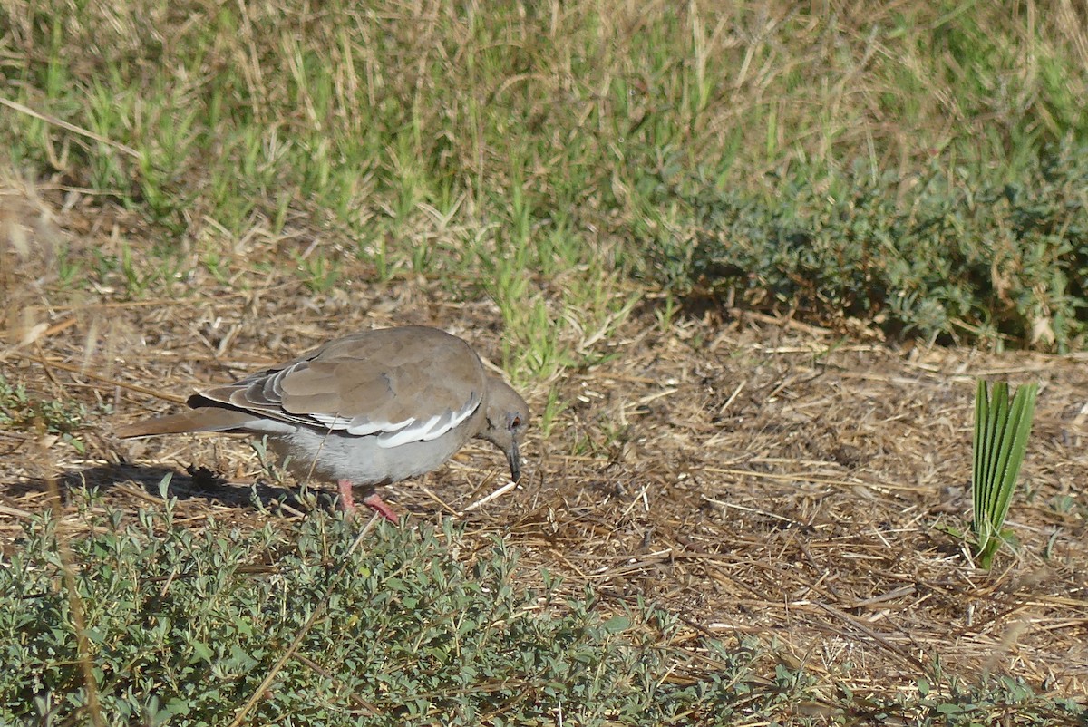 White-winged Dove - ML624018711