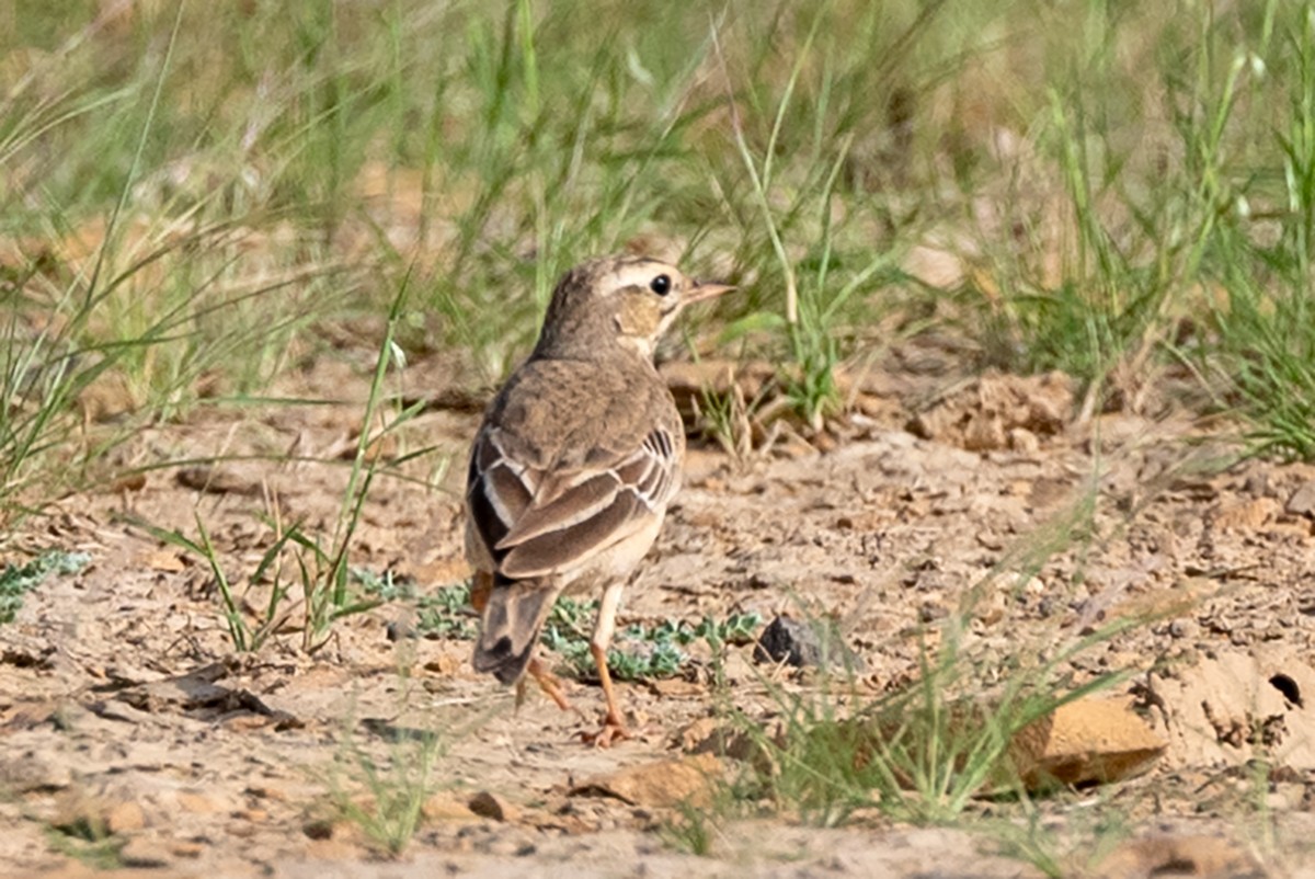 Tawny Pipit - Hiren Khambhayta
