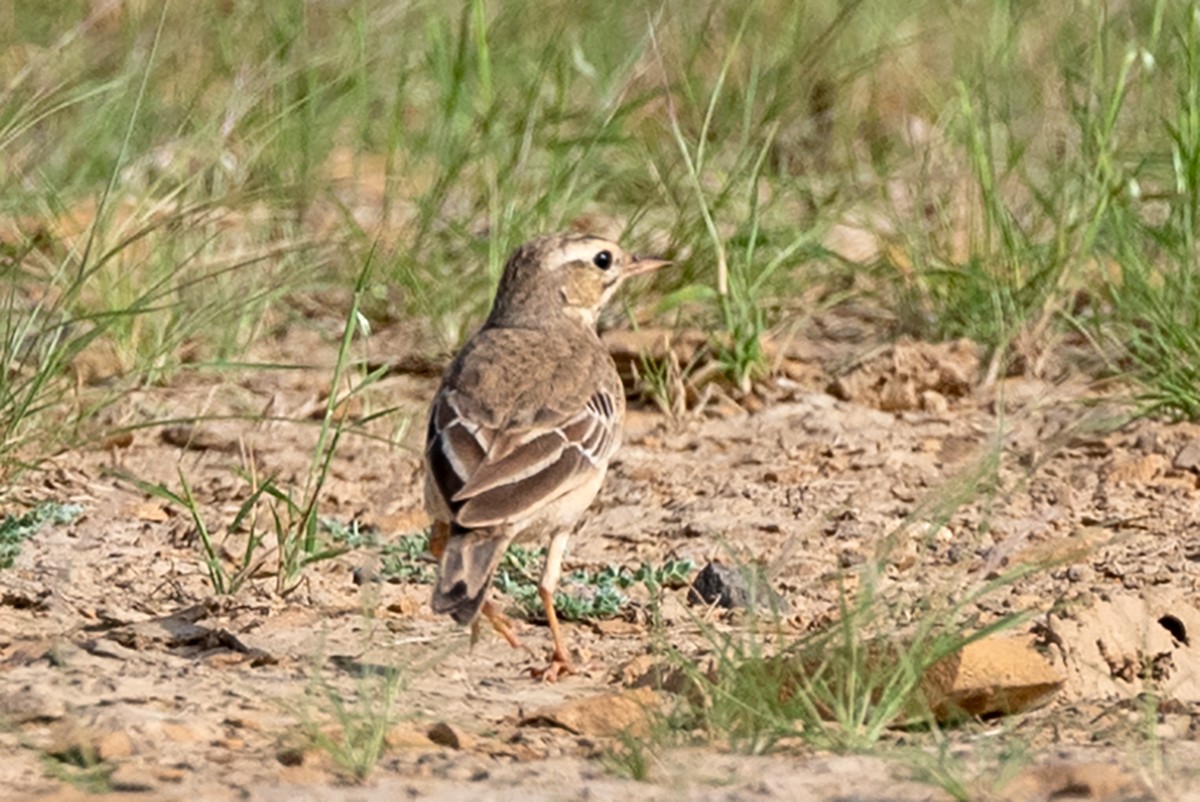 Tawny Pipit - ML624018712