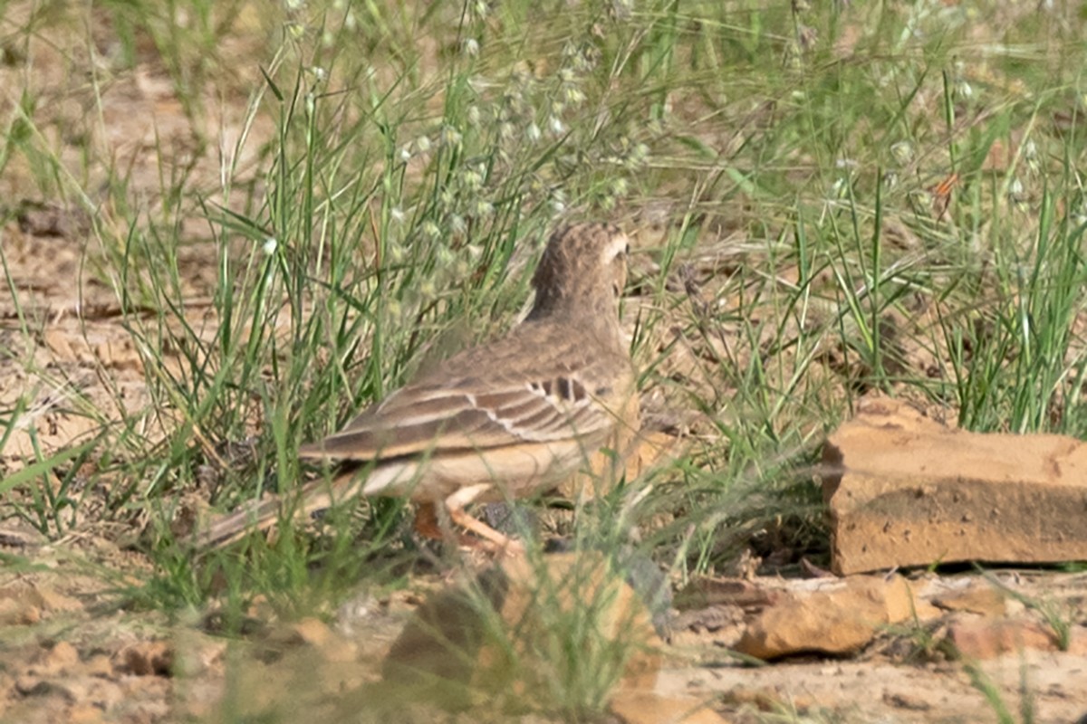 Tawny Pipit - ML624018713