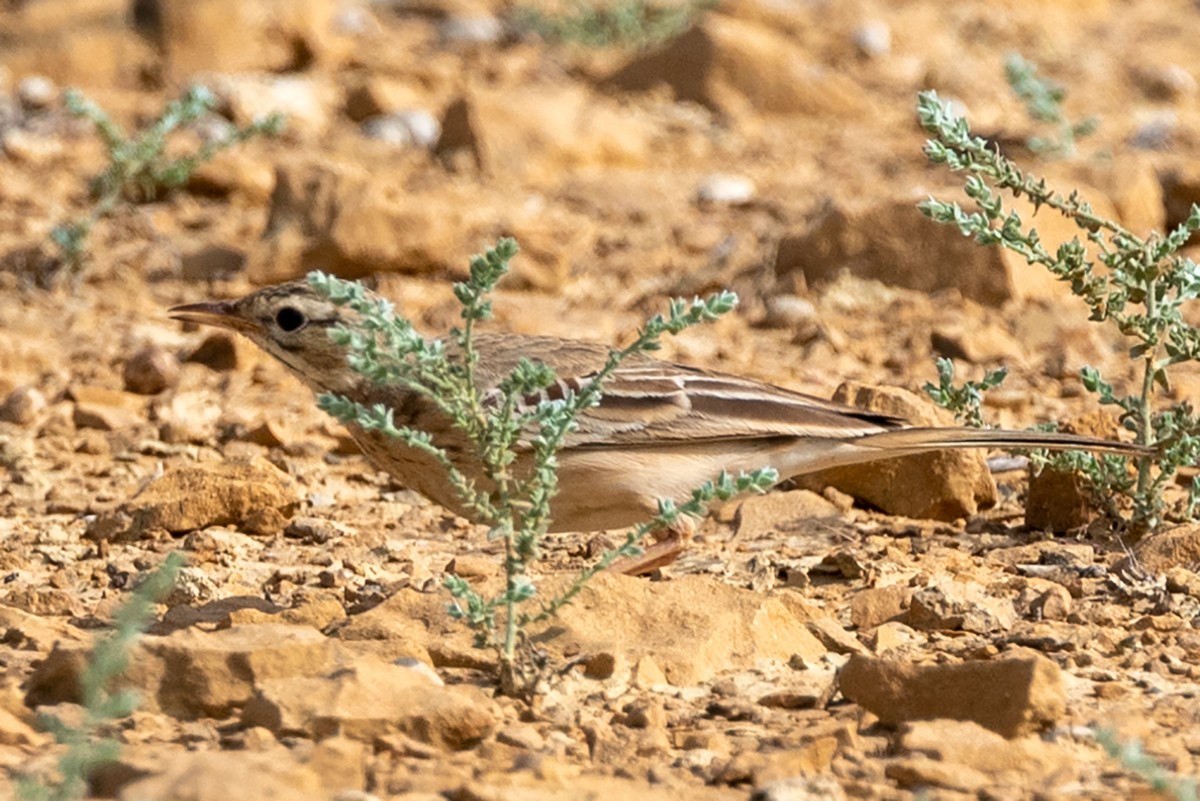 Tawny Pipit - Hiren Khambhayta