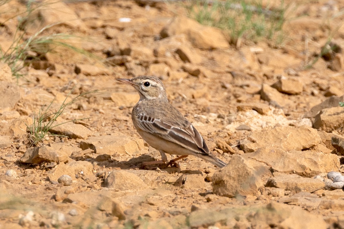 Tawny Pipit - ML624018715