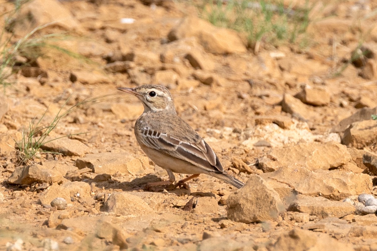 Tawny Pipit - ML624018716