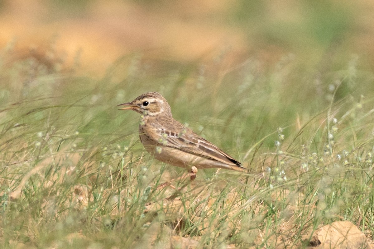 Tawny Pipit - ML624018717