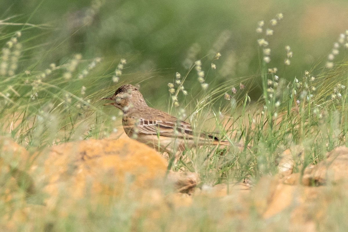 Tawny Pipit - ML624018718