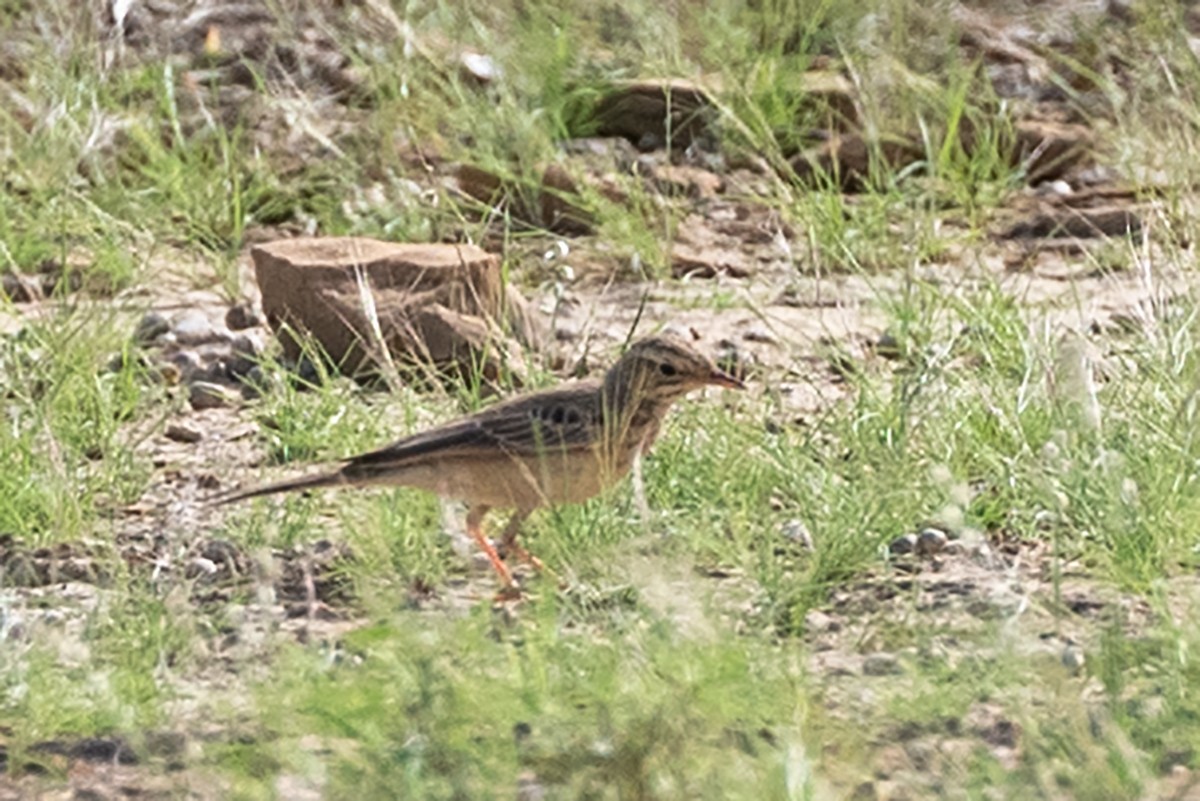 Tawny Pipit - ML624018719