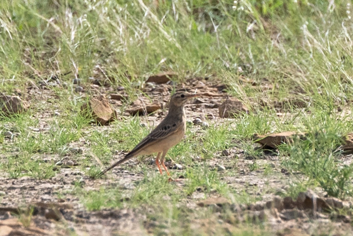 Tawny Pipit - ML624018720