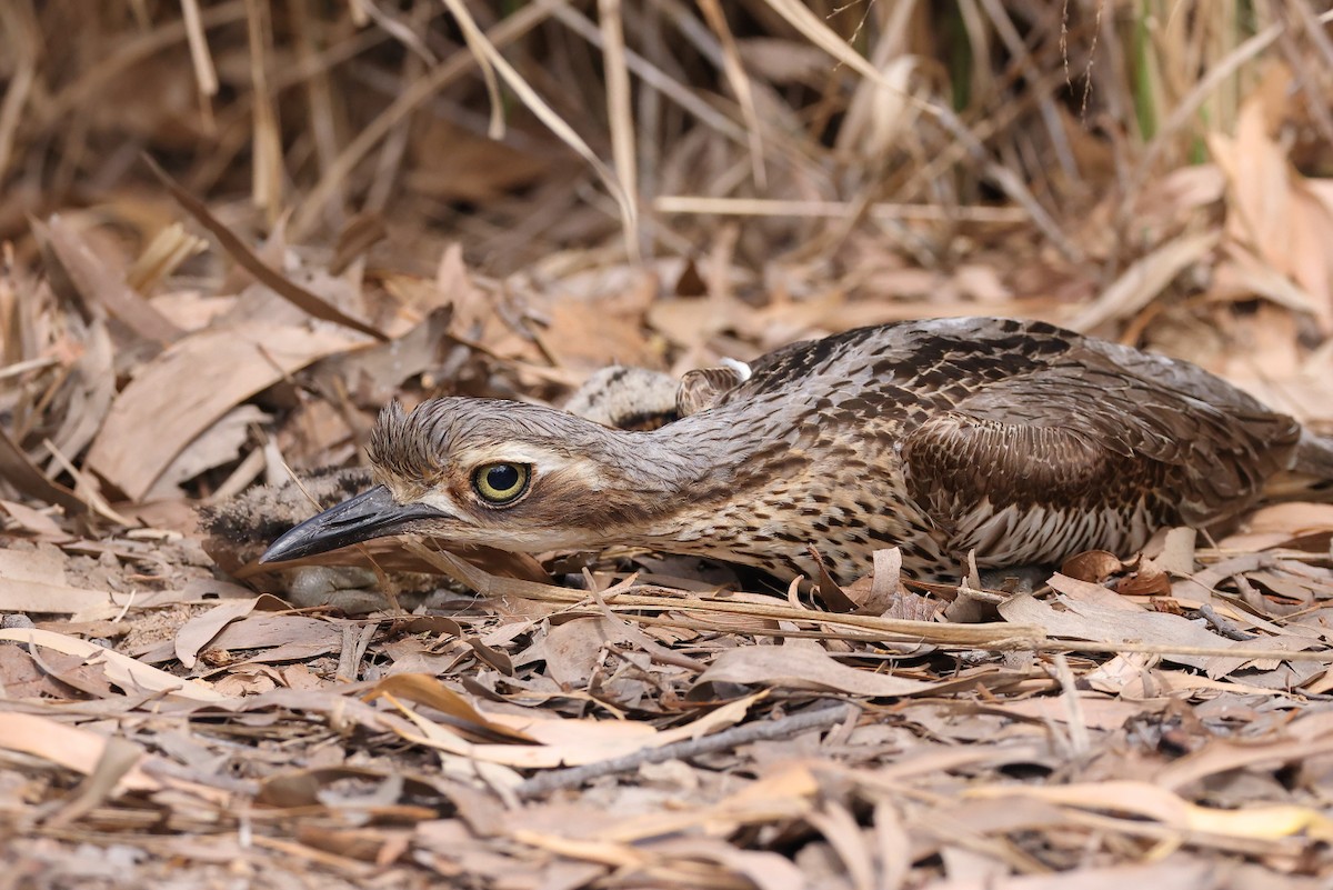 Bush Thick-knee - ML624018721