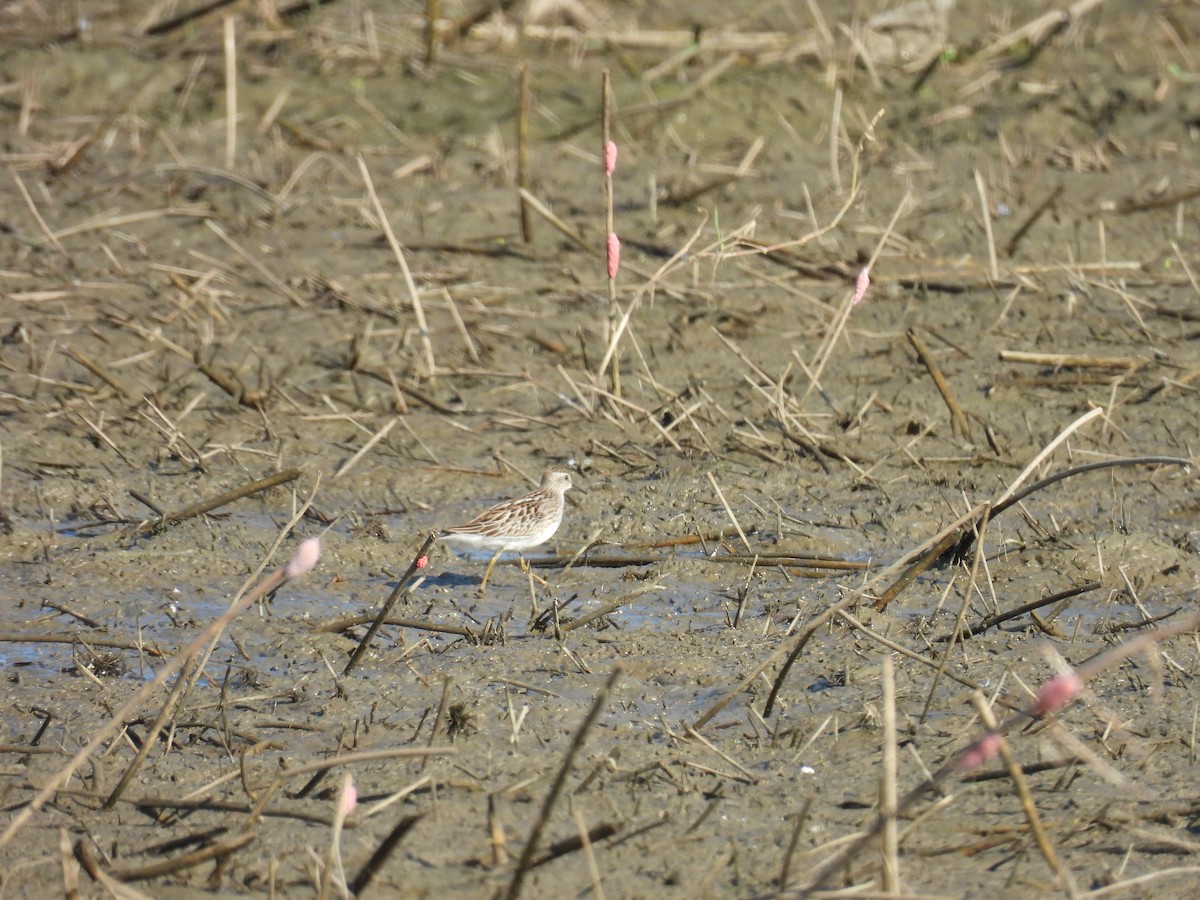 Long-toed Stint - 金木 鱸魚