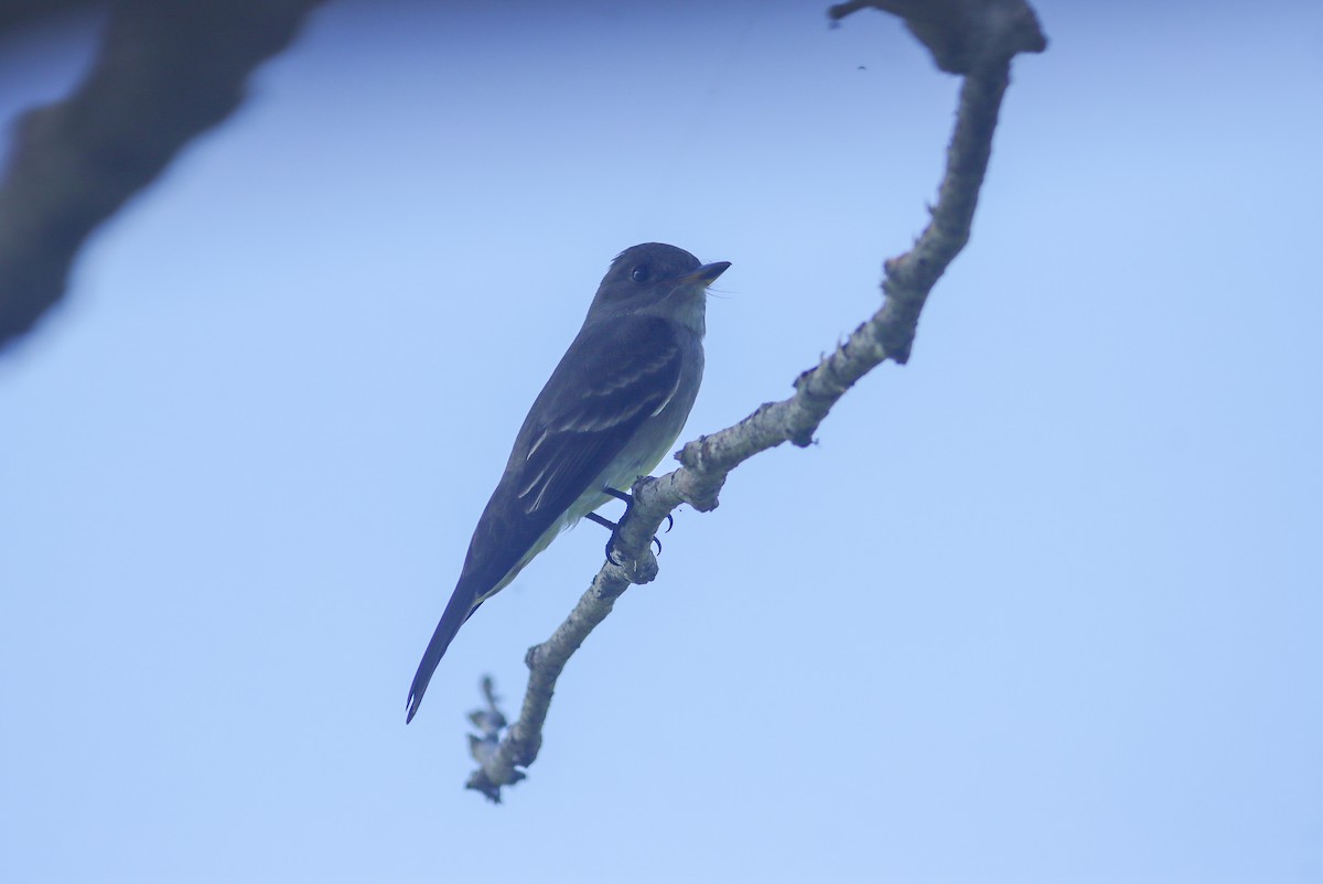 pewee sp. (Contopus sp.) - ML624018724