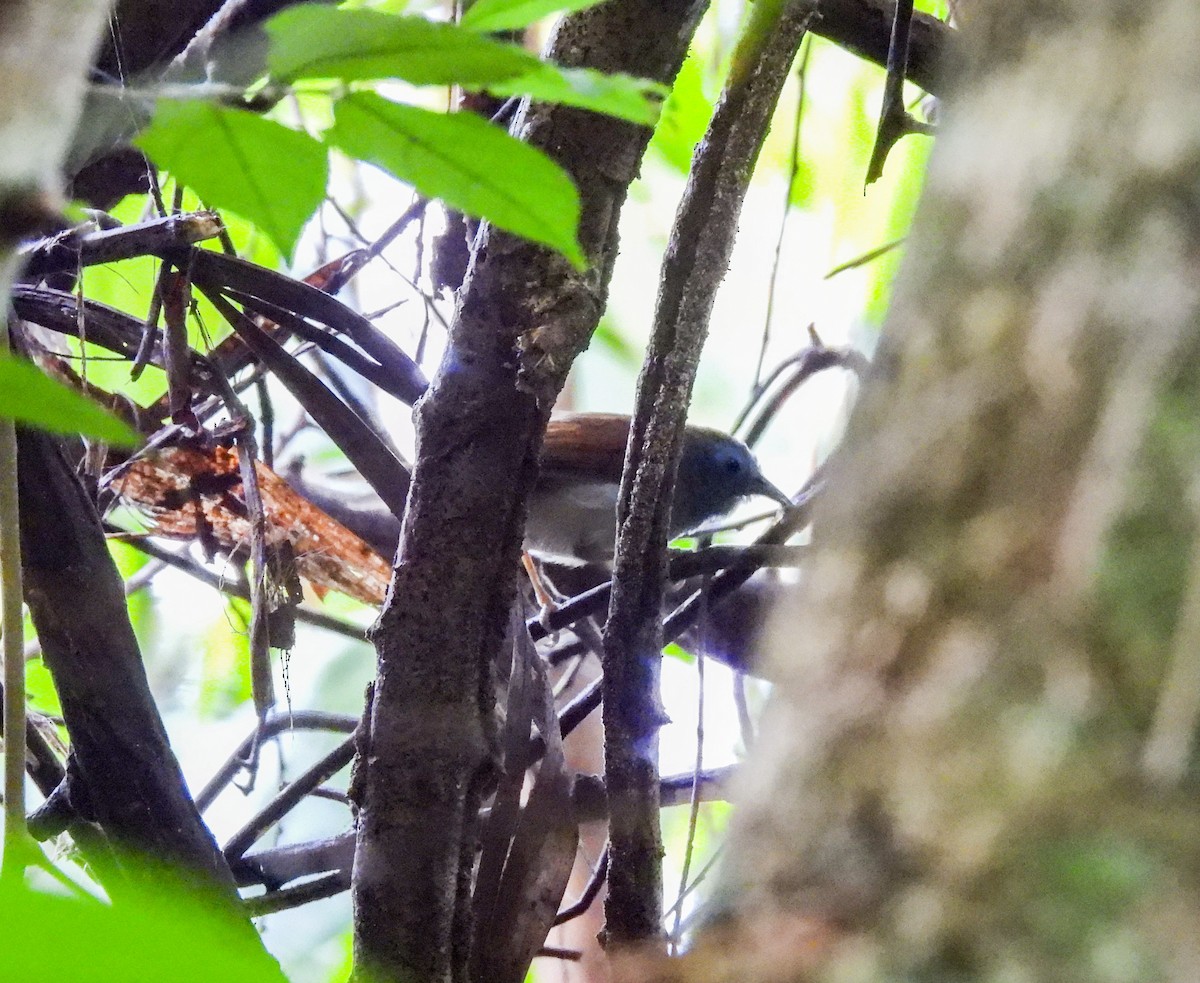 Chestnut-winged Babbler - ML624018726