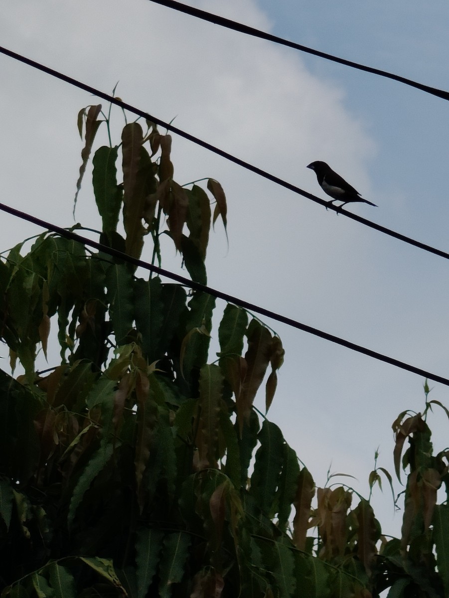 White-rumped Munia - ML624018727