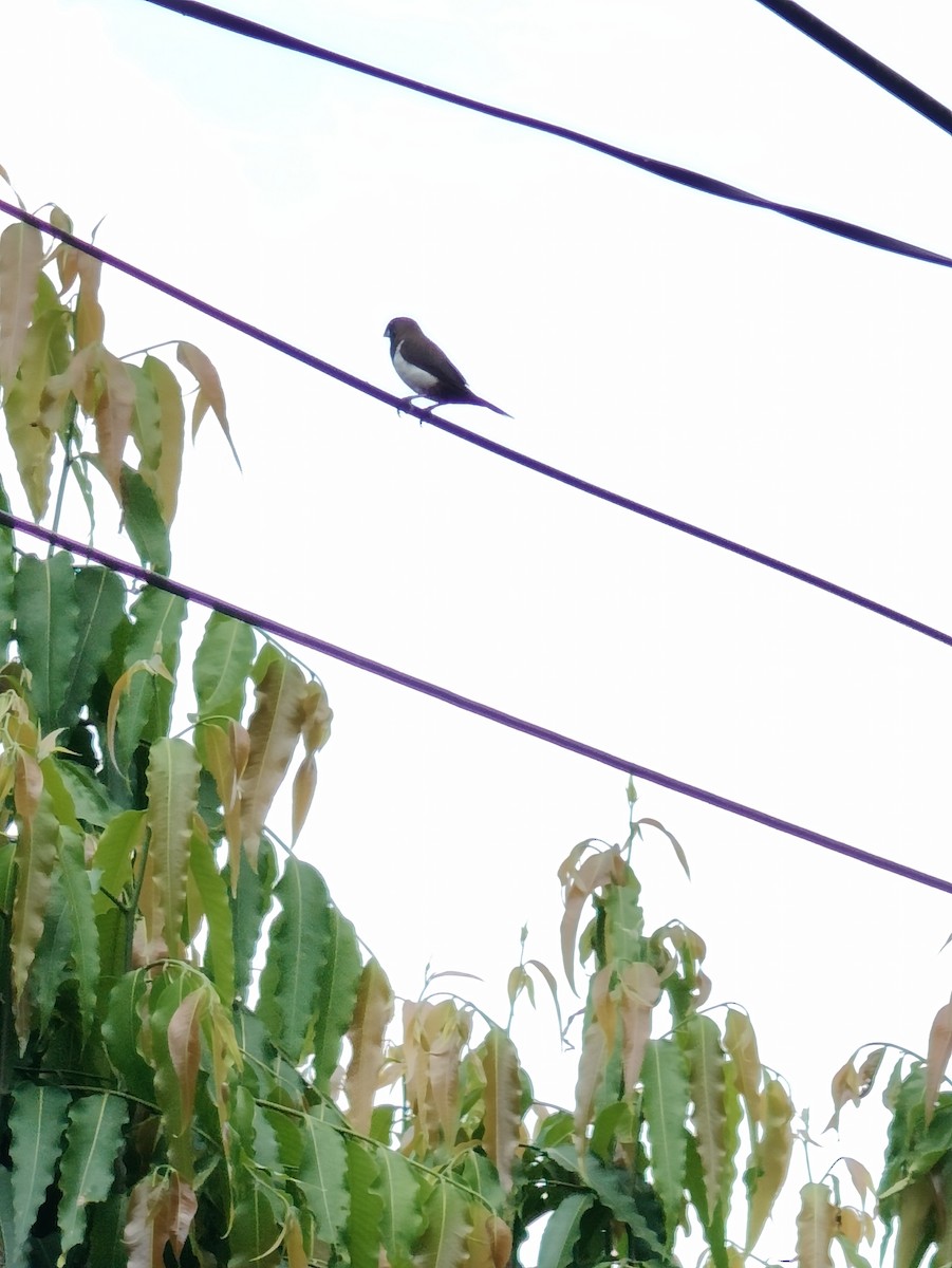 White-rumped Munia - ML624018728