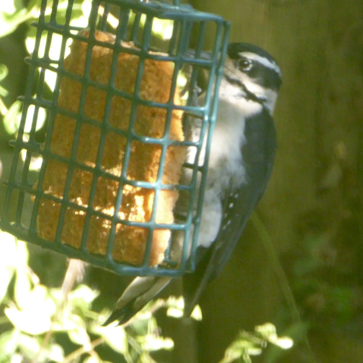 Hairy Woodpecker - ML624018730