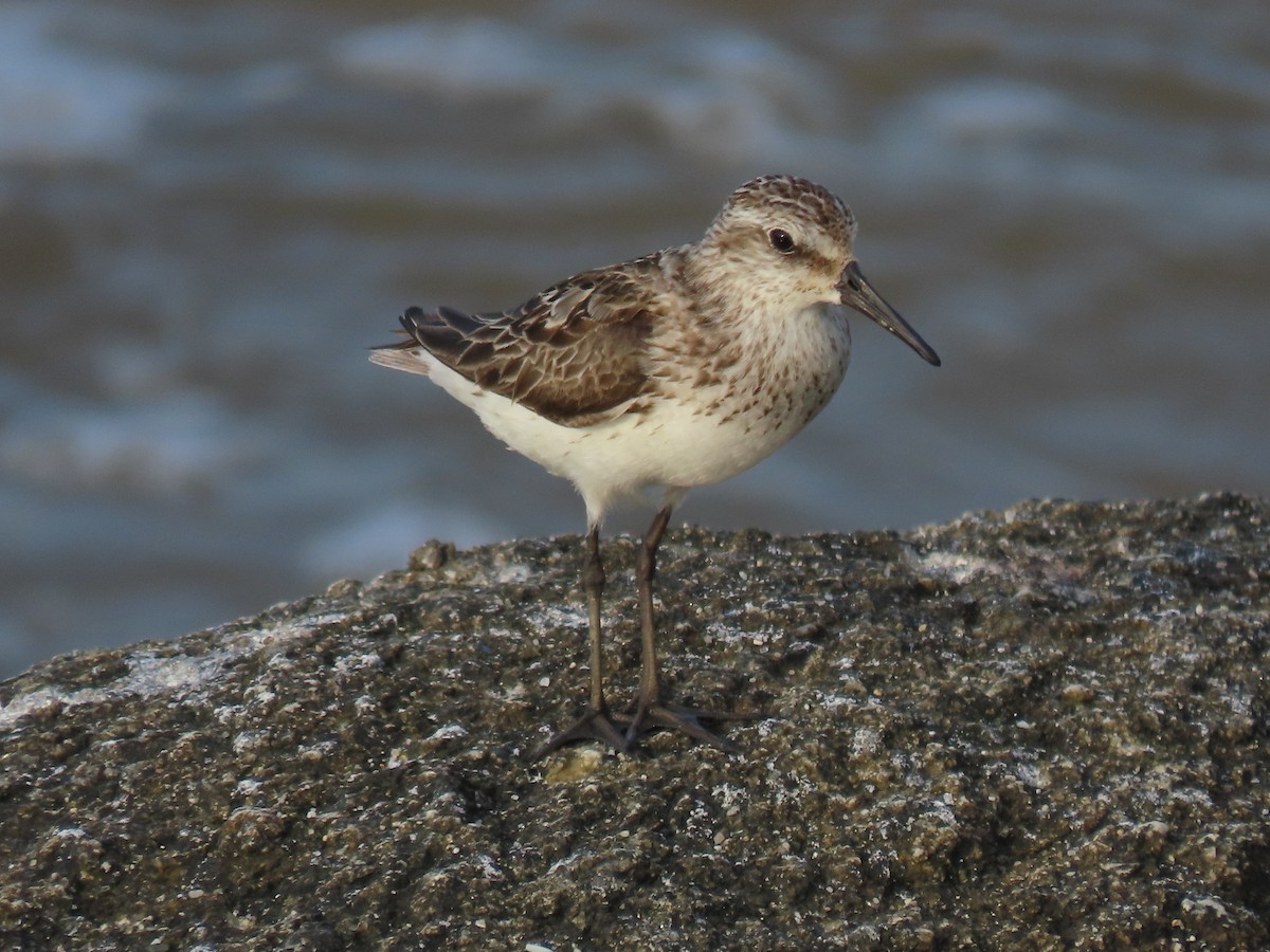 Least Sandpiper - ML624018734