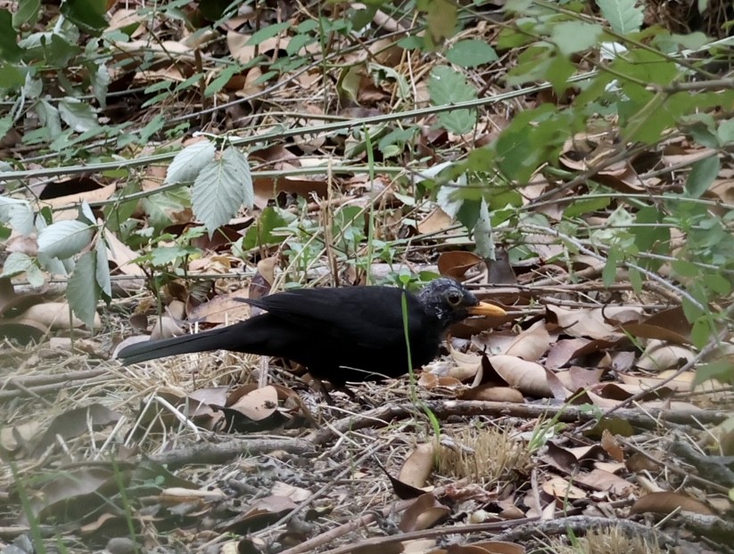 Eurasian Blackbird - ML624018735